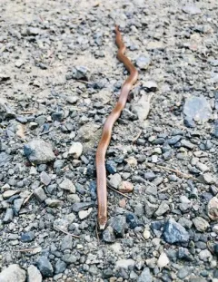 Forest Sharp-tailed Snake thumbnail 1