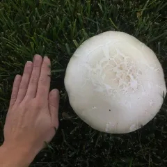 Horse Mushroom thumbnail 2