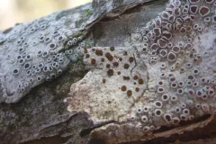 Rusty Firedot Lichen thumbnail 3