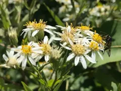 Synanthedon sigmoidea thumbnail 1
