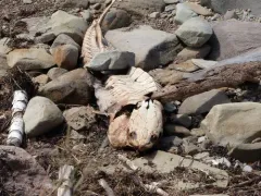 Atlantic Sturgeon thumbnail 1