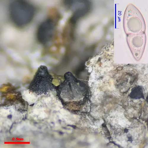 Caryospora minima