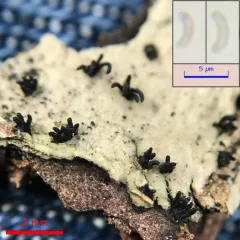 Peroneutypa scoparia thumbnail 4
