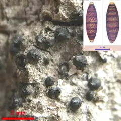 Navicella pileata thumbnail 2