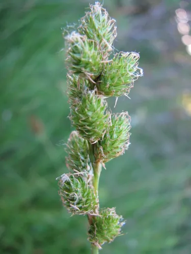 green-sheathed sedge