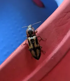 Festive Click Beetle thumbnail 2