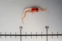 Midwater shrimp thumbnail 4