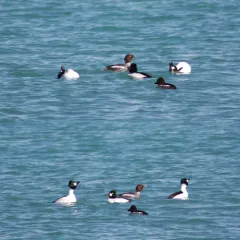 Common Goldeneye thumbnail 4