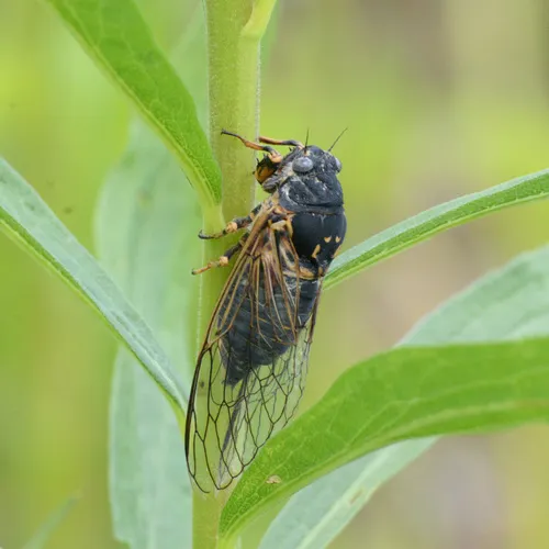Aspen Cicada