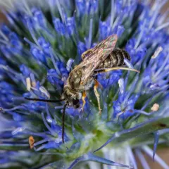 Confusing Furrow Bee thumbnail 2