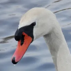 Mute Swan thumbnail 1