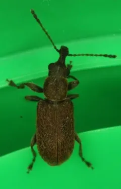 Cimberis decipiens thumbnail 2