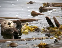 Sea Otter thumbnail 2