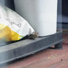 House Mouse thumbnail 2