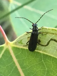 Bigjaw Soldier Beetle thumbnail 2
