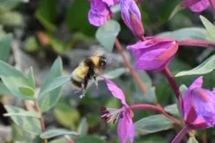 Active Bumble Bee thumbnail 1