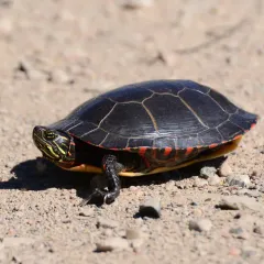 Midland Painted Turtle