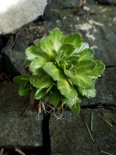 North Pacific Whitlow-grass