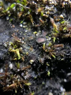 Lime-loving Tarpaper Lichen thumbnail 1
