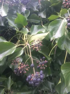 Canary Islands Ivy thumbnail 3