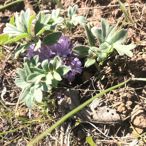 alpine waterleaf