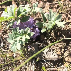 alpine waterleaf thumbnail 1