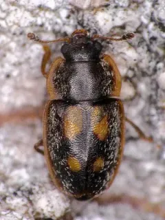 Epuraea flavomaculata thumbnail 3