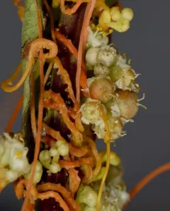 Field Dodder thumbnail 1