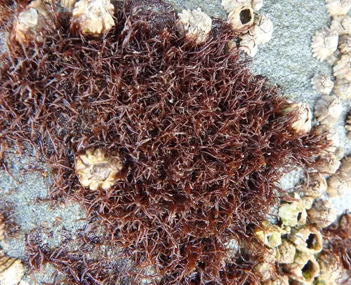 Gloiopeltis furcata