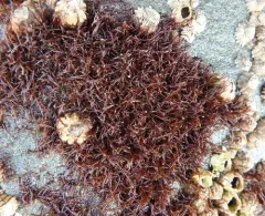 Gloiopeltis furcata thumbnail 1