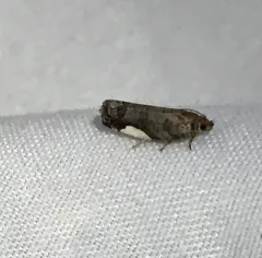 White-spotted Hedya Moth thumbnail 2