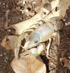 Great Plains Mudbug thumbnail 2