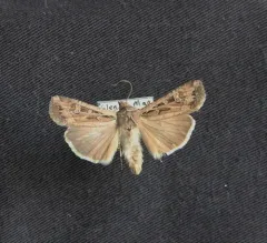 Army Cutworm Moth thumbnail 2