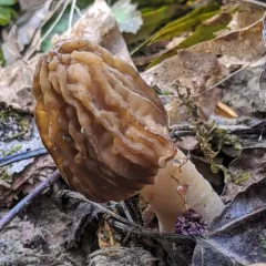 wrinkled thimble morel thumbnail 1