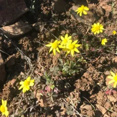 spring gold thumbnail 2