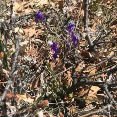 upland larkspur thumbnail 2