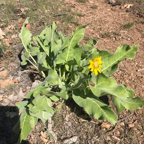Carey's balsamroot