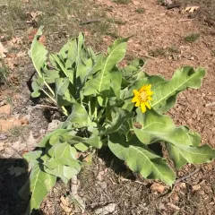 Carey's balsamroot thumbnail 1