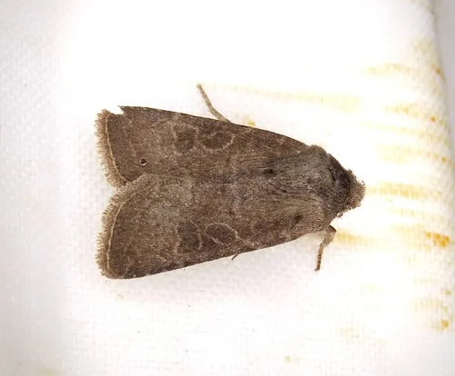 Homoglaea californica