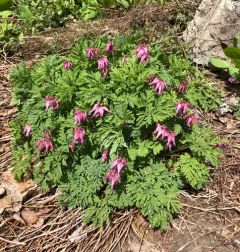 Fringed Bleeding Heart thumbnail 1