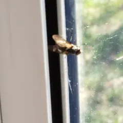Common House Fly thumbnail 2