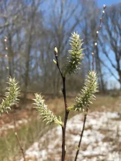 goat willow thumbnail 4