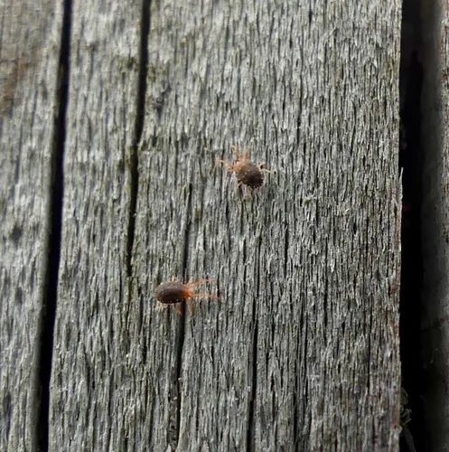 Clover Mite