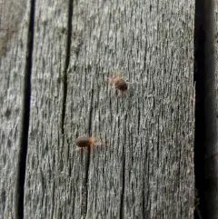 Clover Mite thumbnail 1