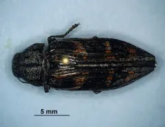 Buprestis consularis thumbnail 2