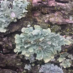 common greenshield lichen thumbnail 3
