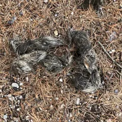 Gray Wolf thumbnail 1