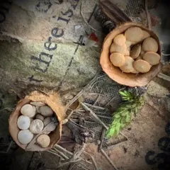 common bird's nest fungus thumbnail 3