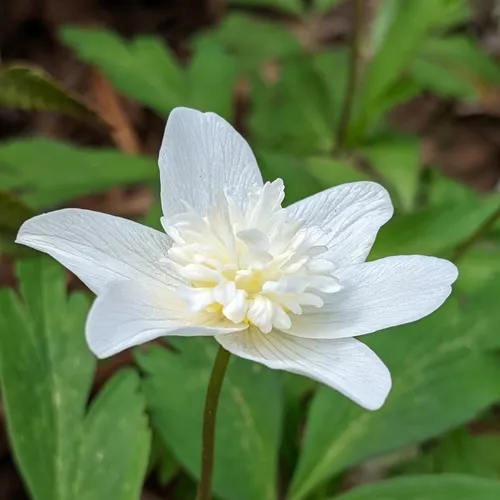 wood anemone