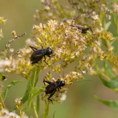 Fall Field Cricket thumbnail 2